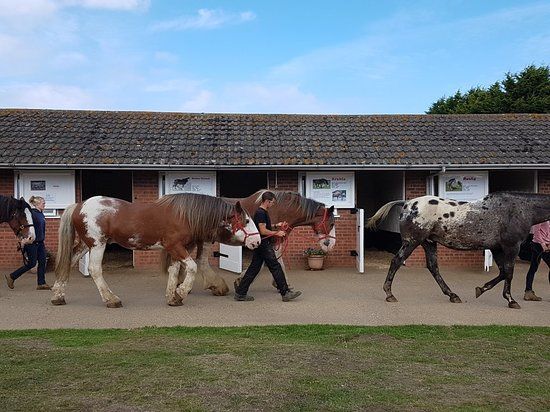 Hillside Shire Horse Sanctuary
